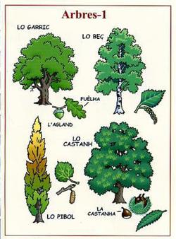 Aficha Arbres 1/FR/Affiche Arbres 1